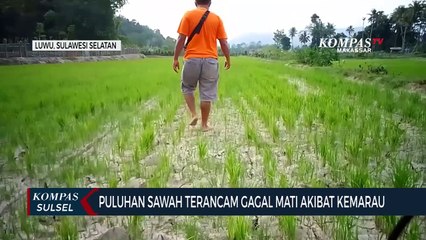 Puluhan Sawah Terancam Gagal Mati Akibat Kemarau