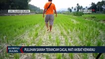 Puluhan Sawah Terancam Gagal Mati Akibat Kemarau