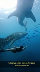 Berenang Bersama Hiu Paus
