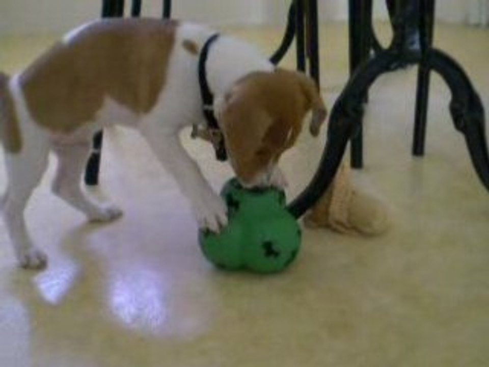 Balle distributrice de crokette