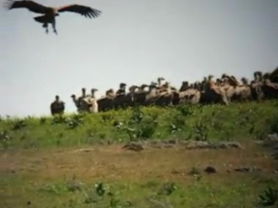 Gänsegeier
