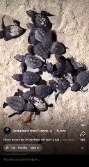Naissance de tortues caouanne sur la plage de Cala d’Orzu. Vidéo du restaurant Chez Francis.