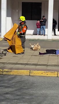 Un Oscar para Firulais : Perrito se hace el 'muertito' durante simulacro de choque