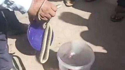 उज्जैन: रामघाट पर निकला किंग कोबरा सांप,श्रद्धालुओं में हड़कंप का माहौल