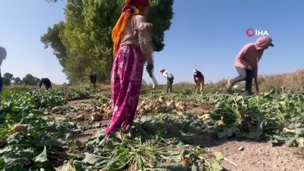 Yozgat'ta zorlu hasat başladı, fabrikalara teslim ediliyor: Tonu bin 855 lira!