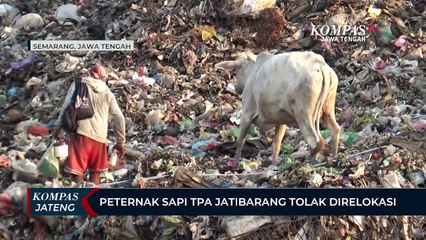 Peternak Sapi TPA Jatibarang Tolak Direlokasi