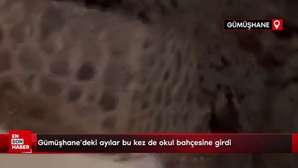 Gümüşhane'deki ayılar bu kez de okul bahçesine girdi