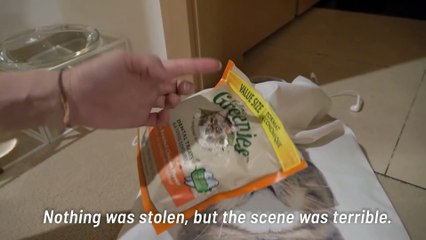 LuLu’s Hidden Second Nature! | Kittisaurus