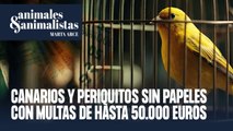 Periquitos y canarios sin papeles con multas de hasta 50.000 euros