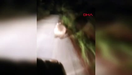 Araç Sürücüsü Ayıyla Karşılaştı