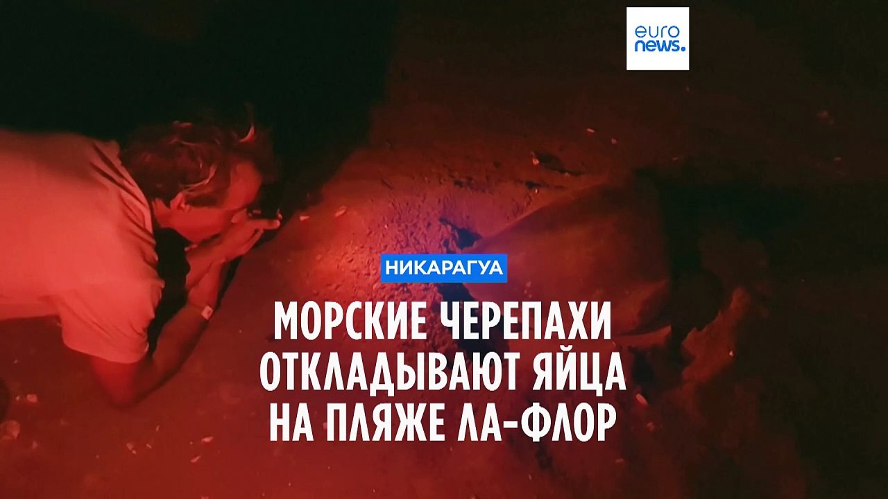 Никарагуа: морские черепахи появляются на свет на пляже Ла-Флор