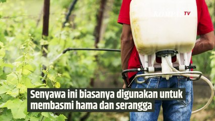 Heboh Lagi soal Bahaya Racun Sianida, Ternyata Kita Sering Terpapar | SINAU