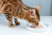 Seis Alimentos Que Son Tóxicos Para Tu Gato