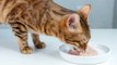 Seis Alimentos Que Son Tóxicos Para Tu Gato