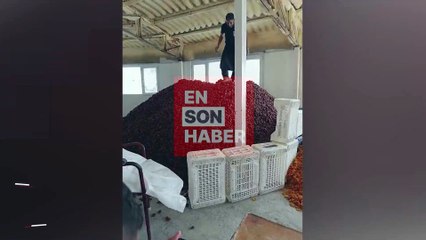 Kayısıların üzerine çıkıp ezdi, o anları sosyal medyada paylaştı