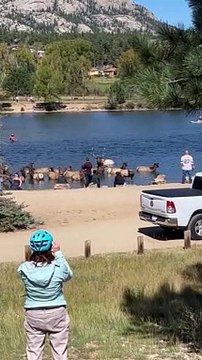 People Get Too Close to Elk at Estes Park