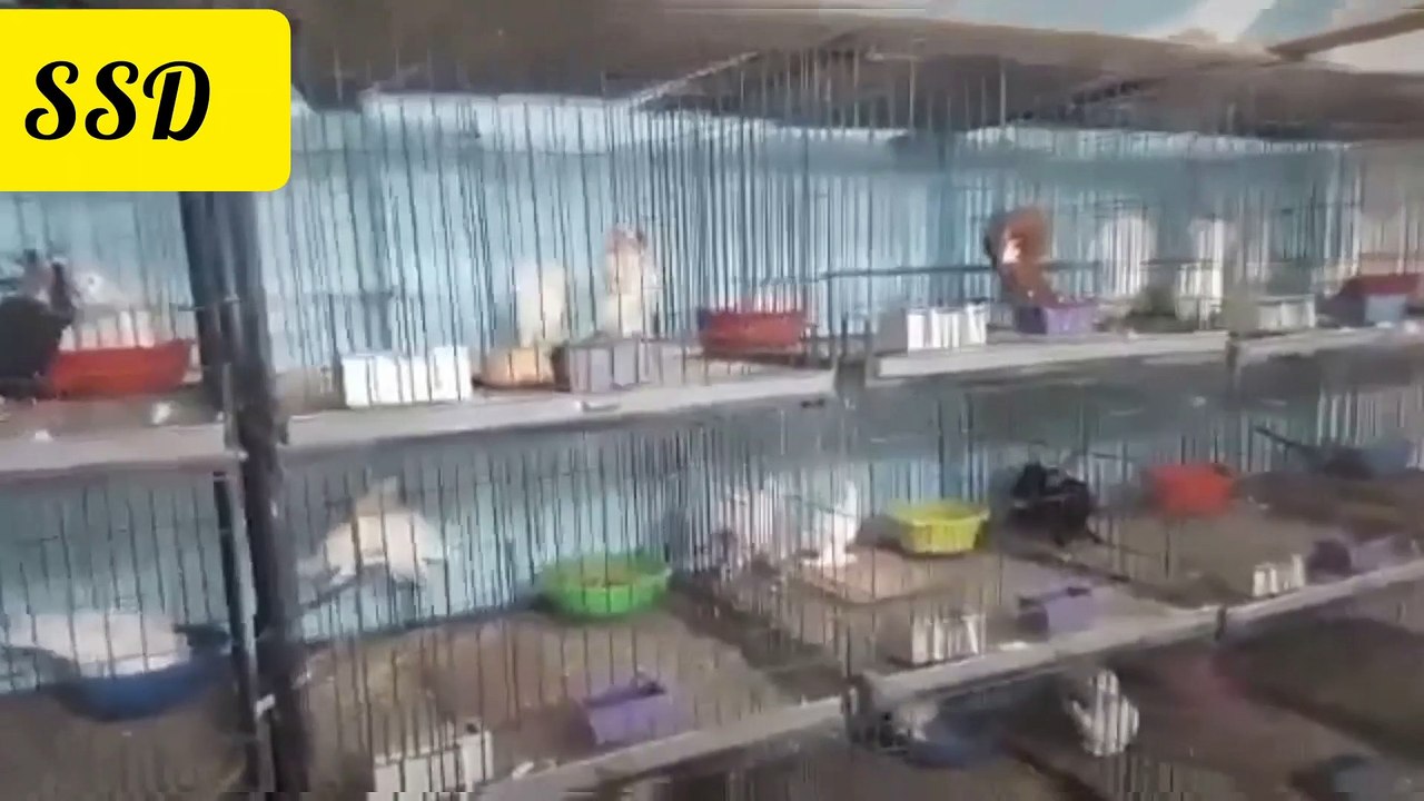 Be kind to birds ll feed them