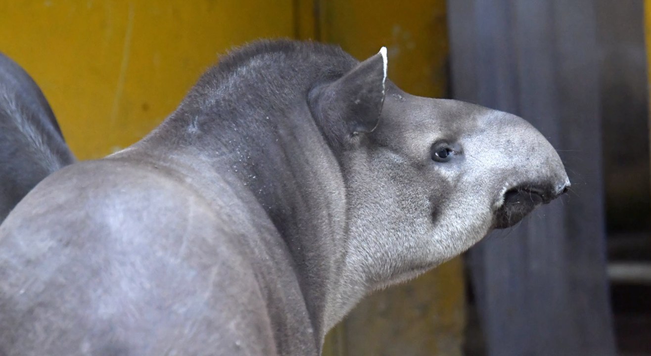 Kölner Zoo muss 17 Jahre alten Tapir einschläfern
