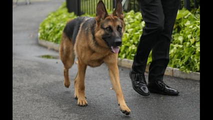 VIDEO: Trop agressif, le chien du couple Biden exclu de la Maison-Blanche