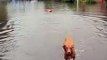 Dog enjoys playing on flooded street in Fulwood as Met Office issues yellow weather warning