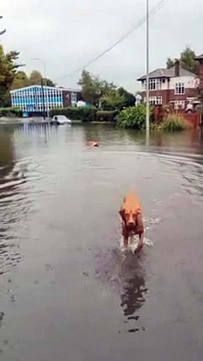 Dog enjoys playing on flooded street in Fulwood as Met Office issues yellow weather warning