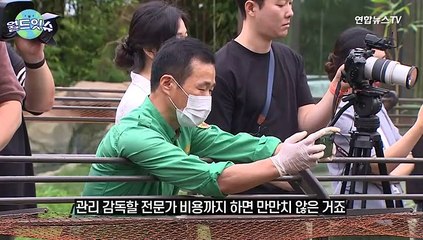 Скачать видео: [월드잇슈] 전 세계 판다 전부다 중국거?…랜선 팬들 사로잡은 판다 속 복잡한 속내