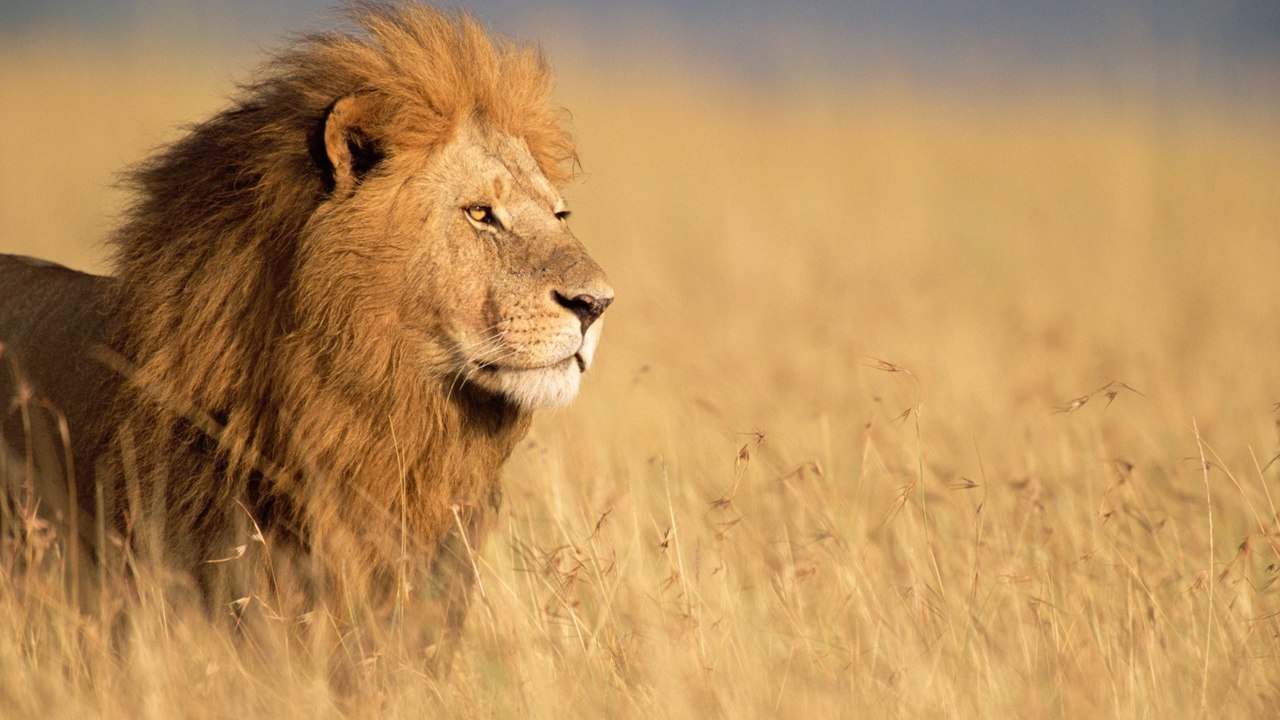 The Unlikely Predator That Even Leaves Lions in the Shadows