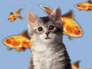 Gatto alla faccia delle suonerie