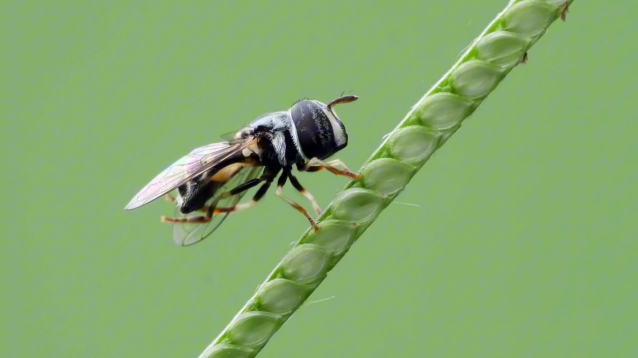 Cute hoverfly