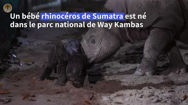 La naissance d'un rhinocéros de Sumatra redonne espoir pour l'espèce menacée d'extinction