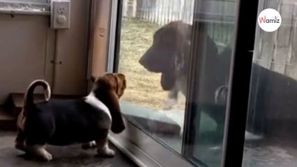 Cachorrito no sabe cómo salir al jardín, su papá hace algo precioso (Vídeo)