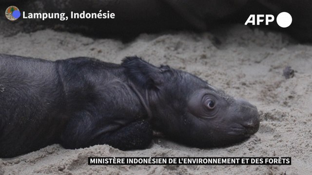 La naissance d'un rhinocéros de Sumatra redonne espoir pour l'espèce menacée d'extinction