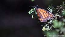 How do monarch butterflies fly so far?