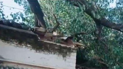 बड़ा हादसा:महिला बाल विकास कार्यालय के ऊपर गिरा पीपल का पेड़,मचा हड़कंप