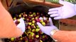 Spanish Police Seize Thousands of Tons of Stole Olives in Seville