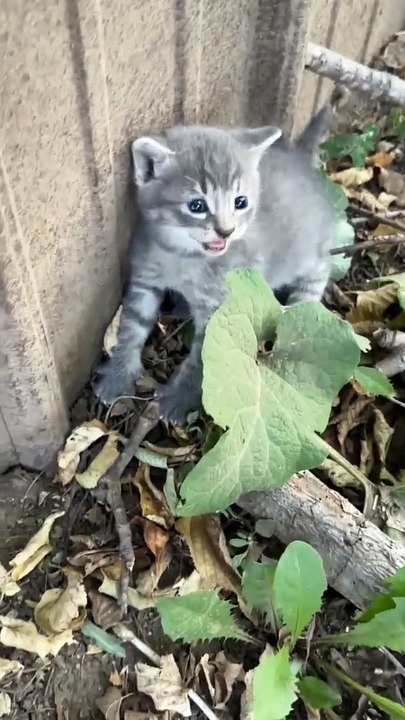 Des chatons épicés réunis avec leur mère qui allaite