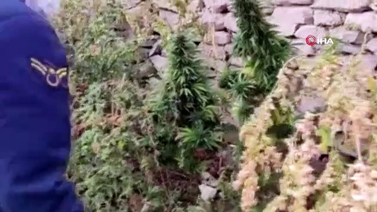 Aksaray'da Kenevir ve Esrar Operasyonu: 28 Kök Kenevir ve 6 Kök Esrar Ele Geçirildi