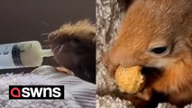 Baby red squirrel found close to death nursed back to health by hand