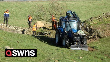 World famous Sycamore Gap tree to be cut up and moved by crane today