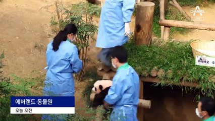 푸바오 동생 ‘루이바오·후이바오’ 인사드려요