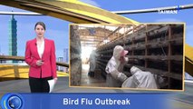 Chiayi Quail Farm Carries Out Second Bird Flu Cull of Year