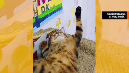 Yritä olla nauramatta näille videoille nukkuvista kissoista