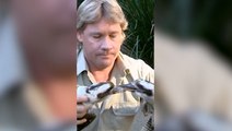 Steve Irwin breaks up kookaburra fight in resurfaced video shared by daughter Bindi
