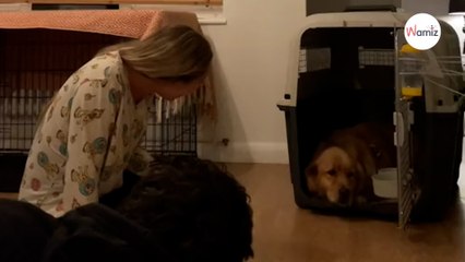 Golden Retriever ritorna a vivere dopo essere stato salvato da un mattatoio in Cina (Video)