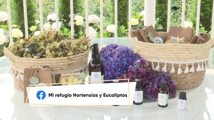 Aceite esencial en hortensias
