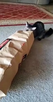 Maine Coon Cat Playfully Pounces At Owner