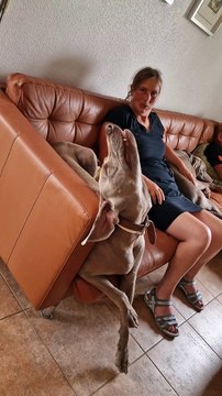Dog Tries To Find A Comfortable Sleeping Position