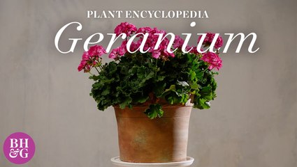 How to Plant and Grow Geraniums
