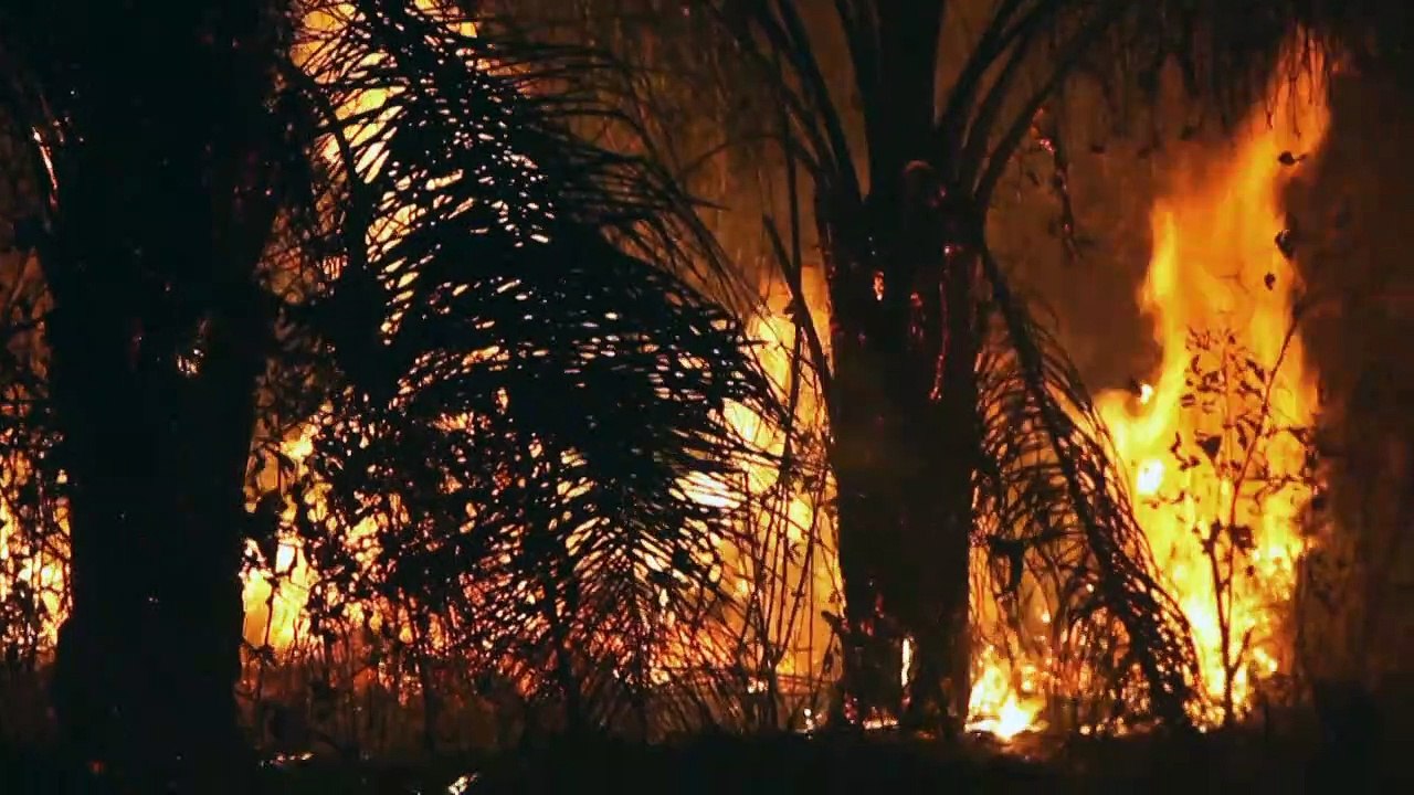 Desmatamento na Amazônia caiu 59% em setembro