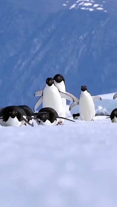 Penguin